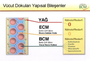 Diyet - Insulün Iliskisi